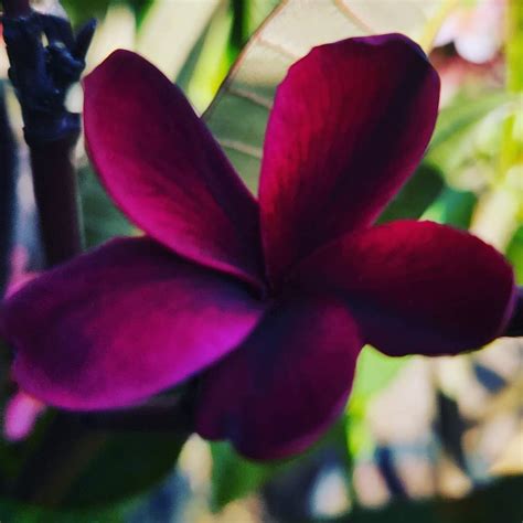 blackjack frangipani|black frangipani for sale australia.